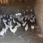 دجاج لاحم بياض