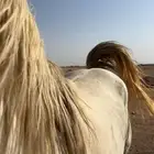 احصان شعبي كفو وله كسبات