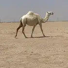 لقحات للبيع