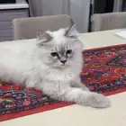 قطو للبيع ذكر