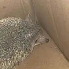 قنفذ للبيع