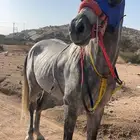 حصان شعبي