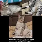 قطط