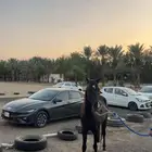 فرس دهماء شعبية لابيع