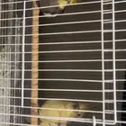 جوز كروان للبيع