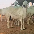 غنم حريات حرش صنف