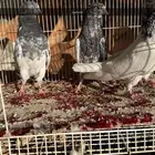 حمام بكستاني شرط مطير ونتاج