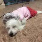 كلب مالتيز للبيع