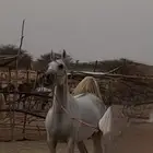 للبيع فرس كفوو