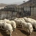 طليان جبره
