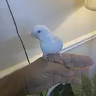 فروخ روز نهاية غر