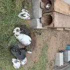 ارانب للبيع العدد 15 فيها كبير وسط وصغير للبيع