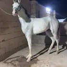 حصان للبيع