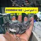 فرخ كروان متعود عع الغر