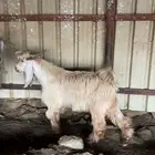 تيس مصري مشروع فحل فاخر
