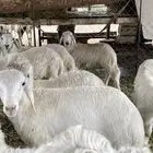 خرفان ورخال ذبايح كفو زبده
