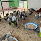 طيور بيت الزاجل