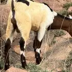 تيوس وعنقان