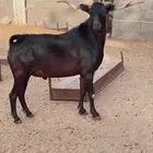 فحل ادبس