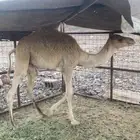سلام عليكم ورحمة الله قعود عمره سنة أم حمرة فيه ستة حر صاف