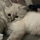 قطه للبيع ب 400 عمرها 4 شهور لعوبه جدا تحب اللعب ونشيطه