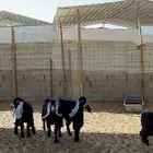 جفرات عوارض