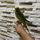 ذكر دره متكلم بطلاقه .