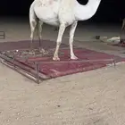 ضريبه عفرا