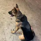 كلب جيرمان العمر 8اشهر الحاله الصحيه ممتازه جدا السعر 3500