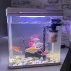 للبيع سمك مع حوض مقاس وسط