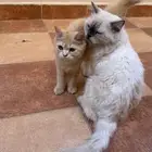 قط اليف هملايا