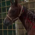 مهره شعبيه
