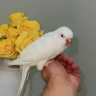 كويكر الراهب اليف ومتكلم