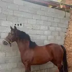 حصان