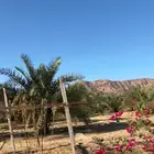 فسايل نخل للبيع