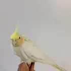 انثى كروان لاتينو