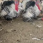 رومي الفراشه رويال منتج شرط