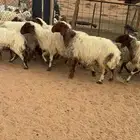 غنم نعيم مواليد ودفيع مراح