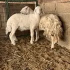 شات حريه متبع