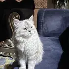 قطوه همالايا شيرازي مطعمه