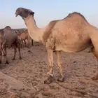 البيع بعير شاق ساسه بعير الضبعه الشيباني منتج انتاج طيب