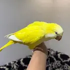 كويكر لاتينو اليف وهدد و متكلم