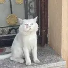 انقاذ قطط الاحساء