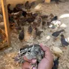 صيصان للبيع مشكل