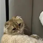 للبيع قطو تربل فولد العمر سنه ونص ومعه ليتر بوكس