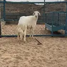 مشروع صنف الصنف