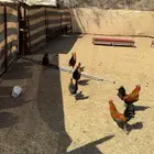 ديك ديكه للبيع طيبه نظيفه العدد 5