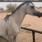حصان شعبي للبيع حار جدا