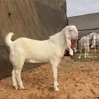 تيس مشروع فحل العمر 6 اشهر شق توم علي جميع الشروط