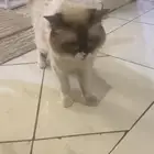 قط مجانا